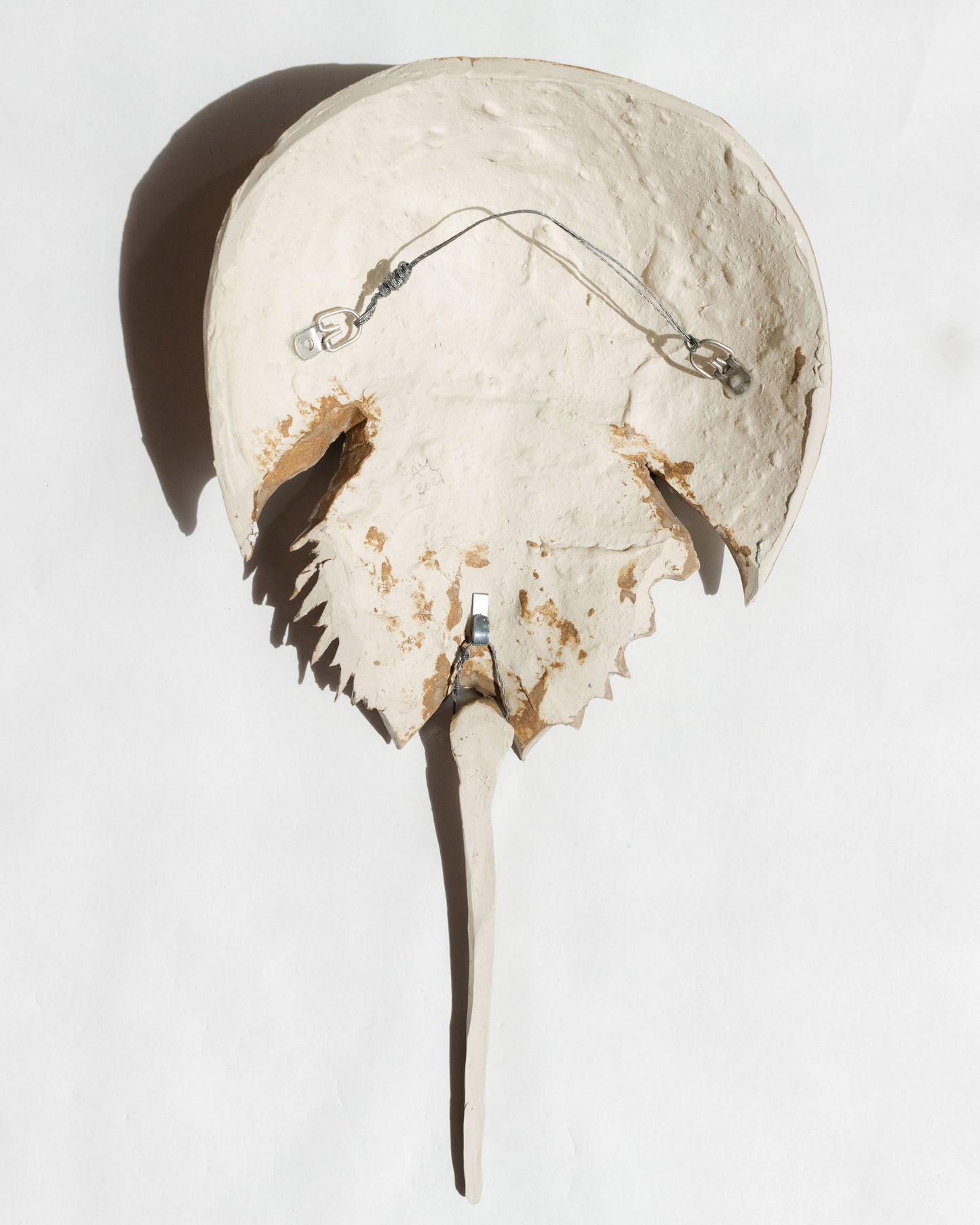 Horseshoe Crab - Oyster