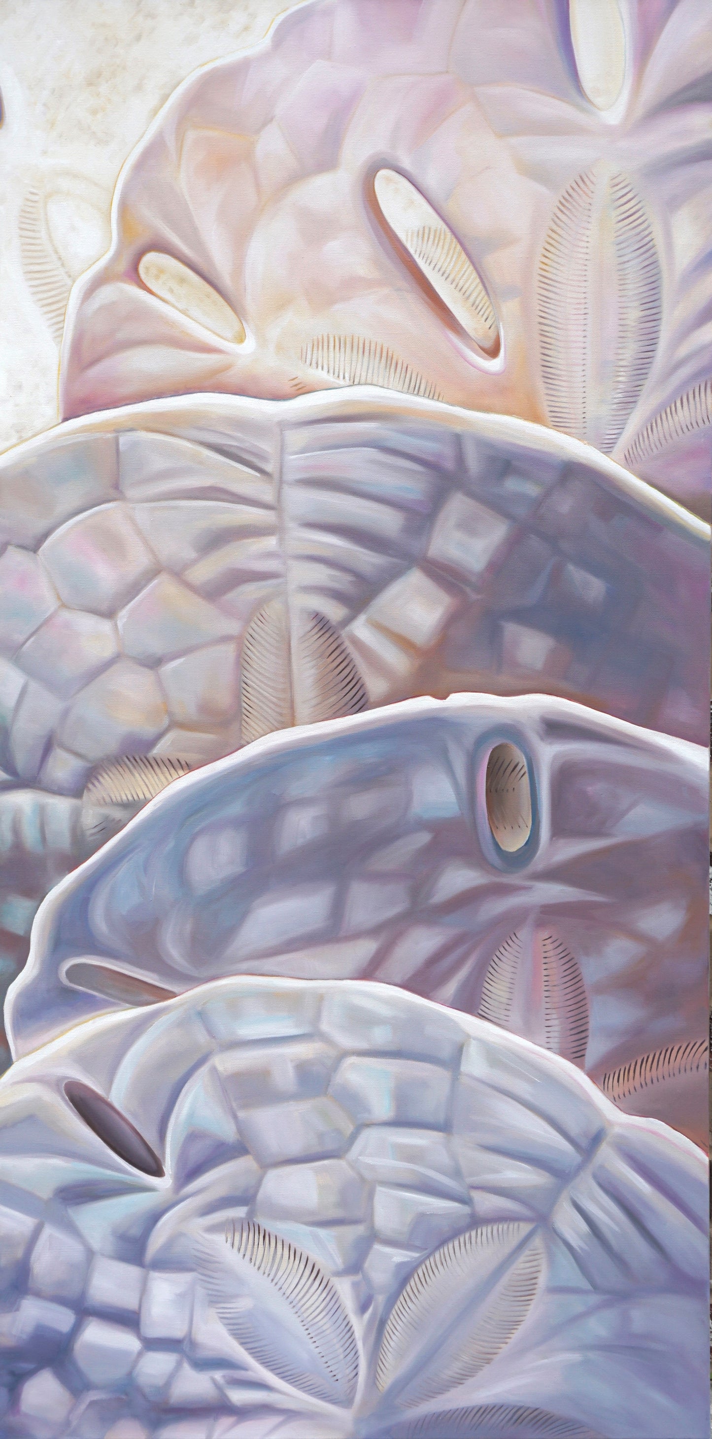 A Closer Look: Sand Dollars