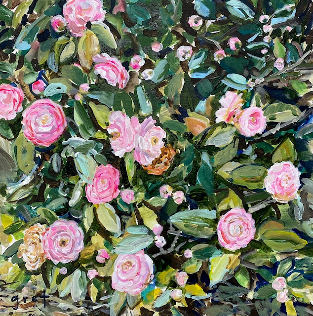 Pink Camellia's