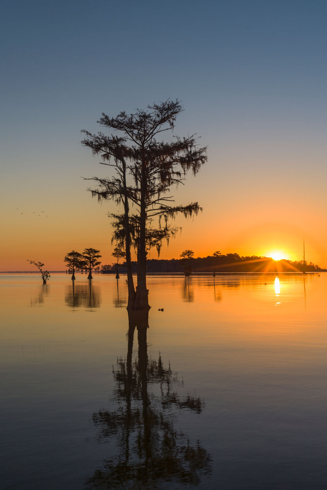 Cypress Sunrise II