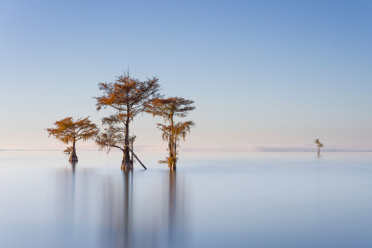Fall Cypress II