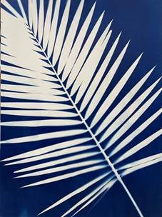 Palm Cyanotype 4