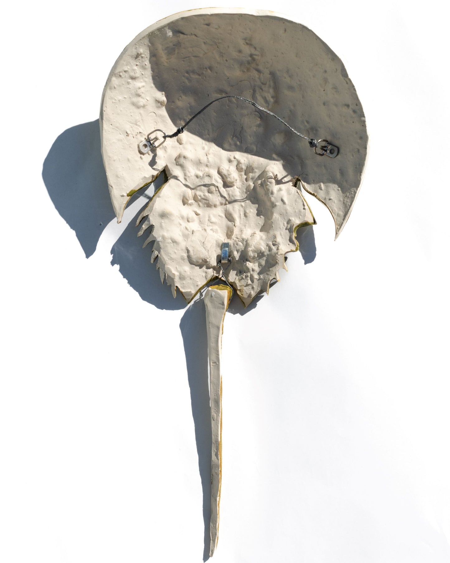 Horseshoe Crab - Deep Olive