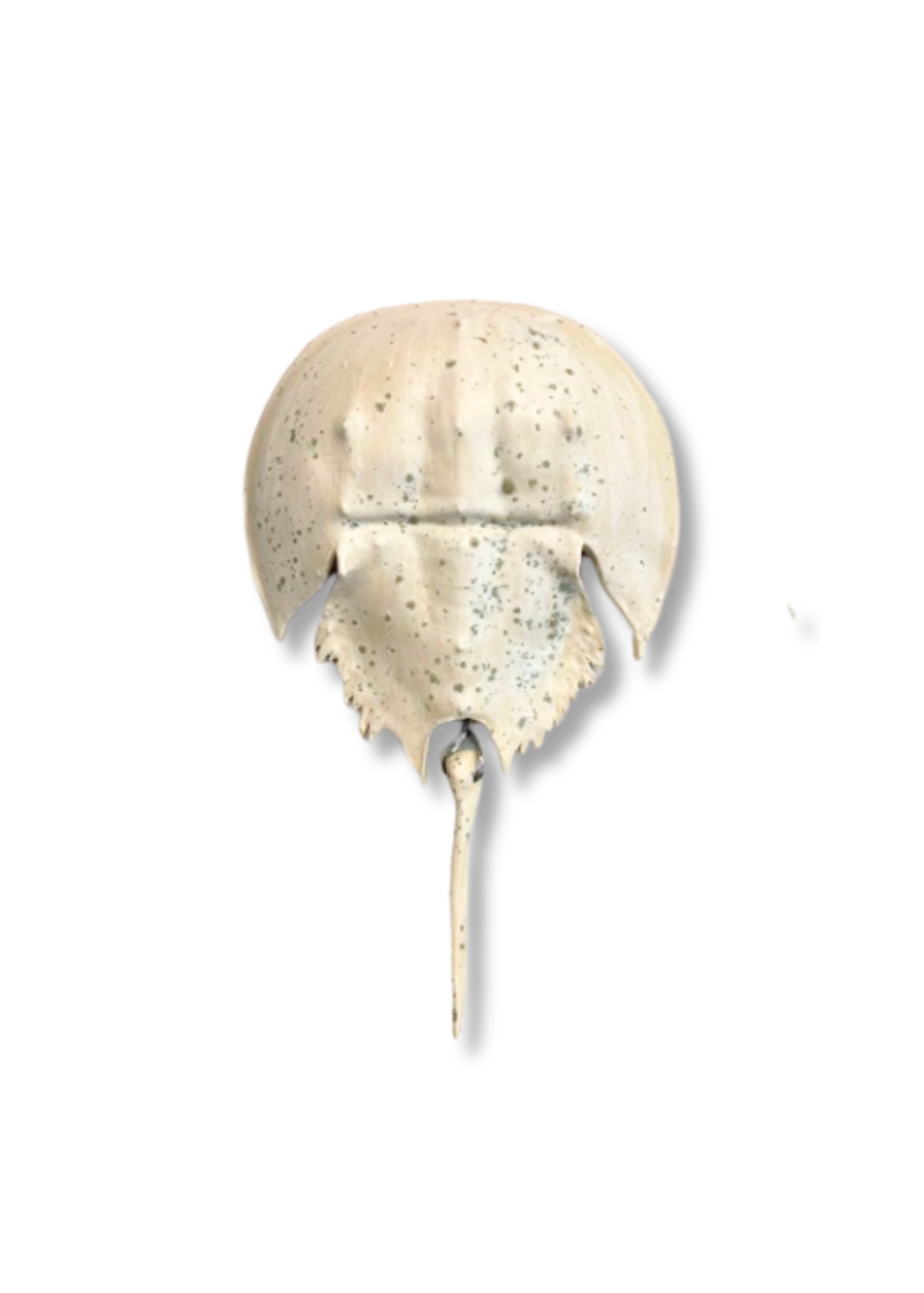 Horseshoe Crab - White Speckled