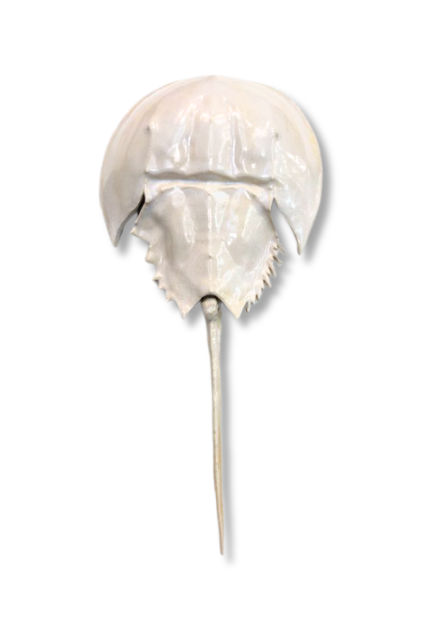Horseshoe Crab - White