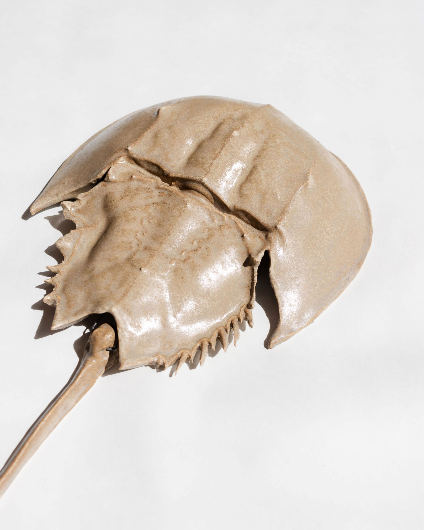 Horseshoe Crab - Oyster