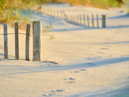 Dune Tracks