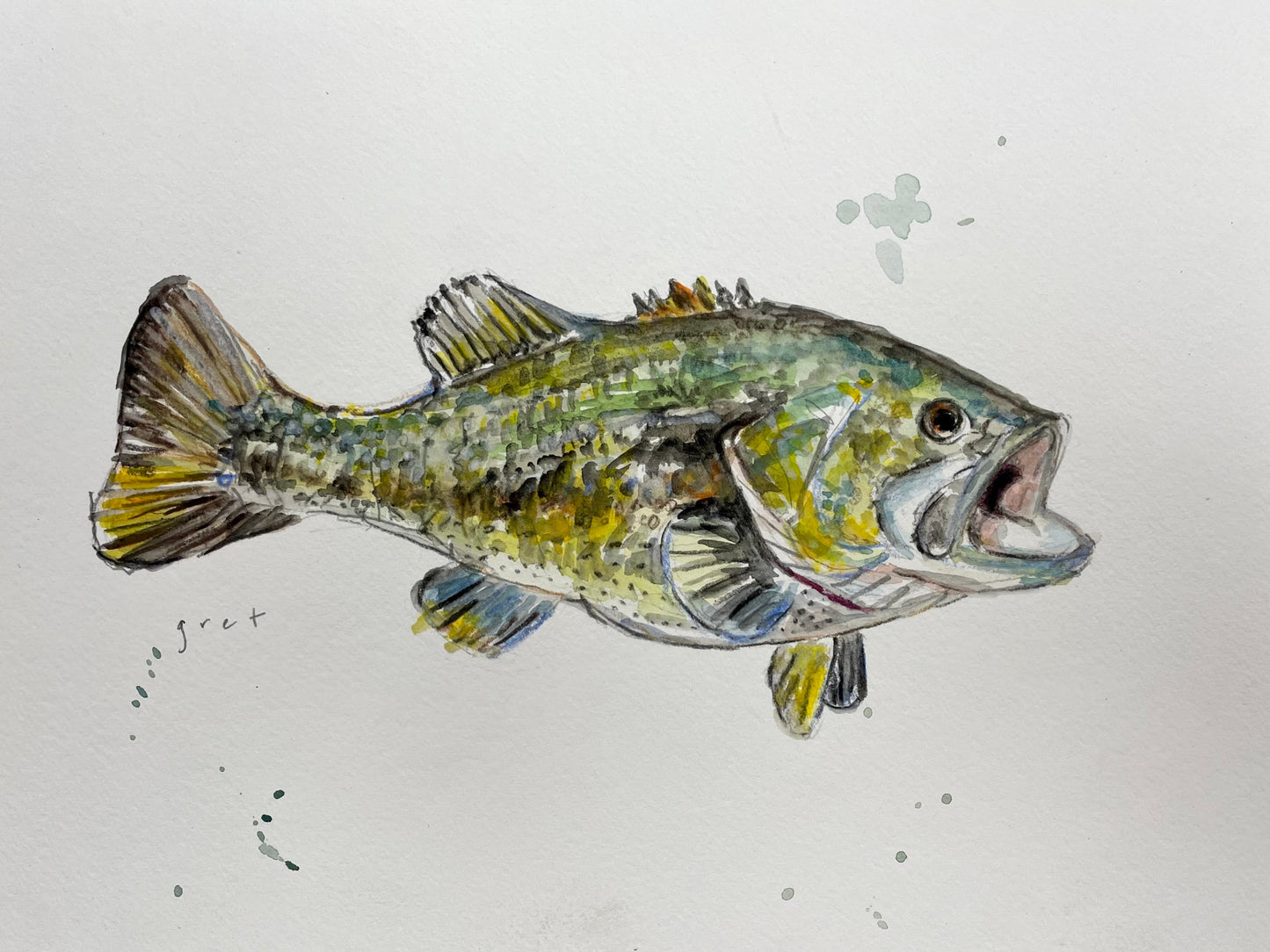 Large Mouth Bass