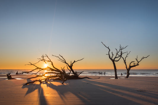 Boneyard Sunrise