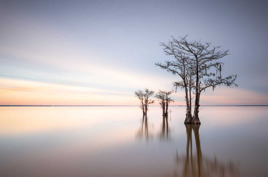 Winter Cypress VI