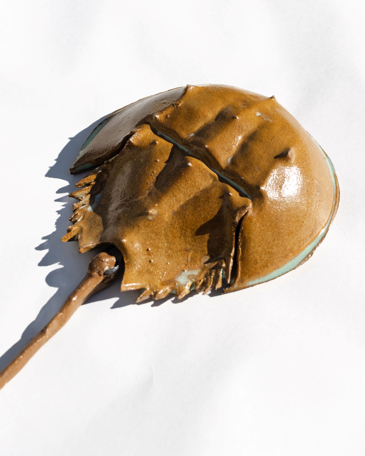 Horseshoe Crab - Oyster with Turquoise Glaze