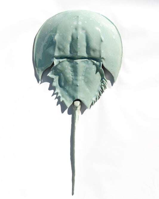 Horseshoe Crab - Turquoise Bloom