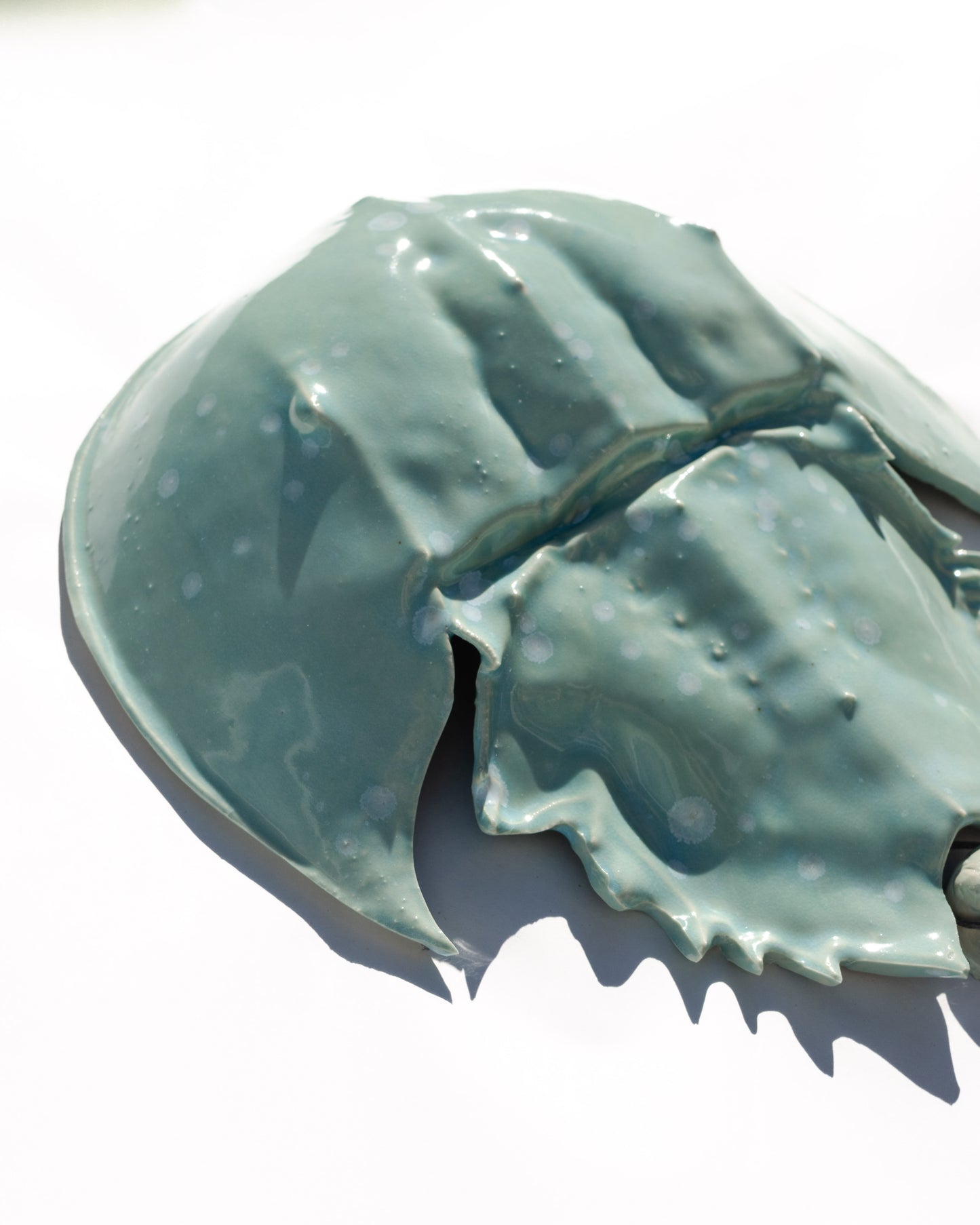 Horseshoe Crab - Turquoise Bloom